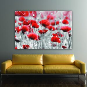 Bild roter Mohn