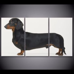 Tableau chien Teckel