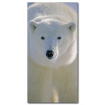 Tableau Ours polaire de face Tableau Animaux Tableau Ours